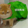 萌宠 猫咪 感到焦绿 呆萌 可爱