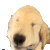 狗狗 可爱 搞怪 沙雕