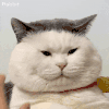 萌宠 猫咪 生气 呆萌 可爱