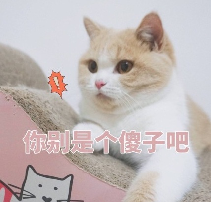 萌宠gif猫星人gif你别是个傻子gif生气gif搞怪gif逗gif