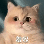 萌寵 貓咪 羞澀 呆萌 可愛