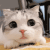 萌宠 猫咪 摇头 呆萌 可爱