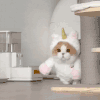 萌宠 猫咪 来了 呆萌 可爱