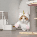 萌宠 猫咪 来了 呆萌 可爱