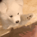 萌宠 狗狗 握手 呆萌 可爱
