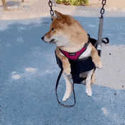 萌宠 狗狗 秋千 呆萌 可爱