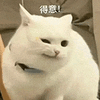 萌宠 猫咪 得意 呆萌 可爱