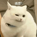 萌宠 猫咪 得意 呆萌 可爱