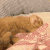 萌宠 猫咪 睡觉 呆萌 可爱