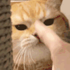 萌宠 猫咪 生气 呆萌 可爱