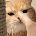 萌宠 猫咪 生气 呆萌 可爱