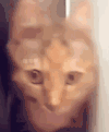 萌宠 猫咪 难受 呆萌 可爱