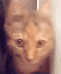 萌宠 猫咪 难受 呆萌 可爱