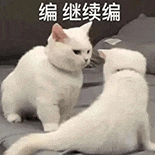 萌宠 猫咪 编继续编 呆萌 可爱