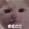 萌宠 猫咪 委屈巴巴 呆萌 可爱