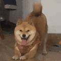 萌宠 狗狗 开心 呆萌 可爱