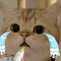 萌宠 猫咪 哭了 呆萌 可爱