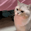 萌宠 猫咪 看 呆萌 可爱