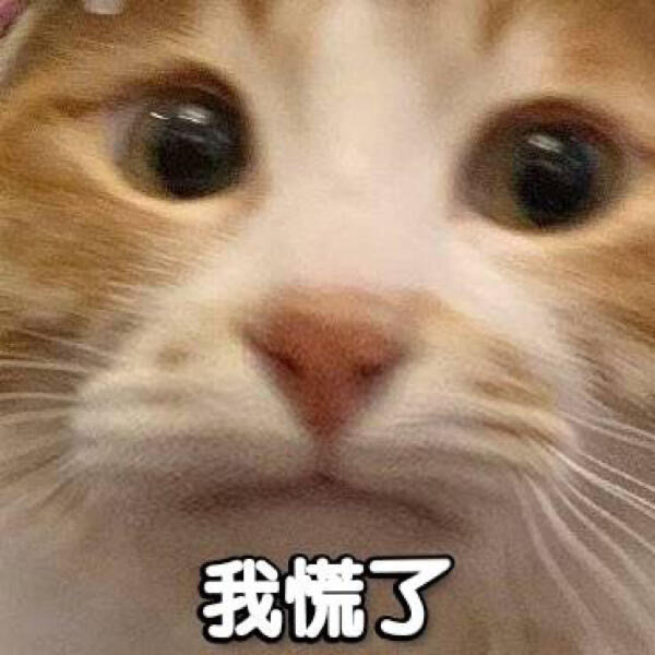 猫咪害怕的图片表情包图片