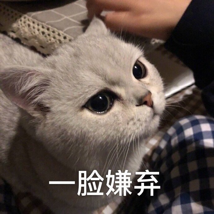 猫嫌弃人类的表情图片图片