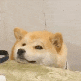 萌宠 狗狗 无聊 呆萌 可爱