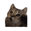 猫咪 可爱 搞怪 沙雕