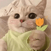 萌宠 猫咪 花 呆萌 可爱