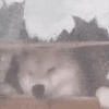 萌宠 狗狗 生气 呆萌 可爱