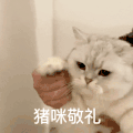 萌宠 猫咪 猪咪敬礼 呆萌 可爱