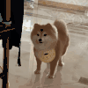 萌宠 狗狗 像看着 呆萌 可爱