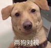 萌宠 汪星人 两狗对视 相视 搞怪 呆萌