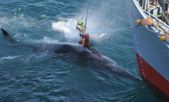 日本捕鲸纪录片图片