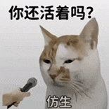 萌寵 貓咪 你還活著嗎 呆萌 可愛