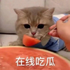 萌宠 猫星人 在线吃瓜 西瓜 搞怪 呆萌