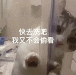 萌寵 貓咪 快去洗吧我又不會(huì)偷看 呆萌 可愛