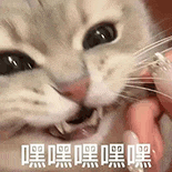 萌寵 貓咪 嘿嘿嘿嘿嘿 呆萌 可愛