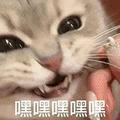 萌宠 猫咪 嘿嘿嘿嘿嘿 呆萌 可爱