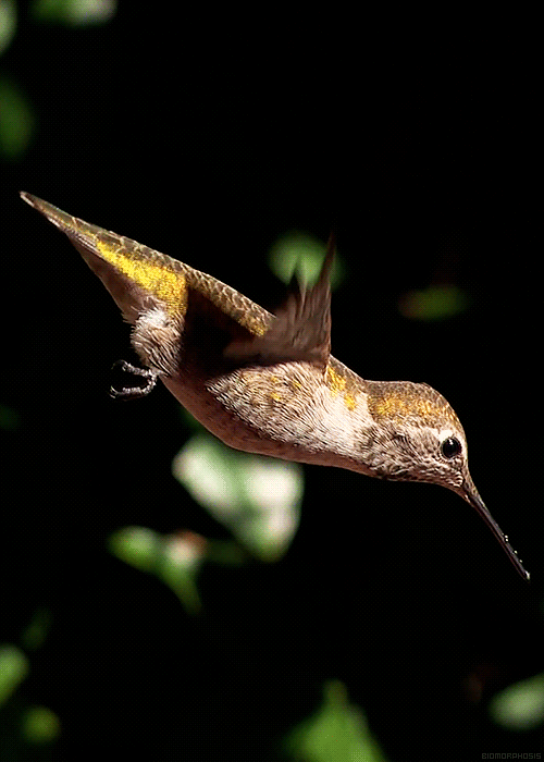 飞翔的翅膀动态图图片