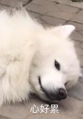 萌宠gif汪星人gif心好累gif可怜gif无辜gif