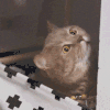 萌宠 猫咪 1 呆萌 可爱