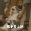 萌宠 猫咪 我不要上班 呆萌 可爱