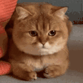 萌宠 猫咪 伤心 呆萌 可爱