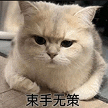 萌寵 貓咪 束手無(wú)策 呆萌 可愛(ài)