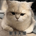 萌宠 猫咪 束手无策 呆萌 可爱