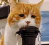 萌宠 猫咪 喝水 呆萌 可爱