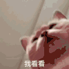 萌宠 猫咪 我看看 呆萌 可爱