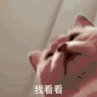 萌宠 猫咪 我看看 呆萌 可爱