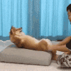 萌宠 狗 健身 呆萌 可爱