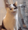 萌宠 猫咪 开心 呆萌 可爱