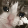 萌宠 猫咪 哭 呆萌 可爱